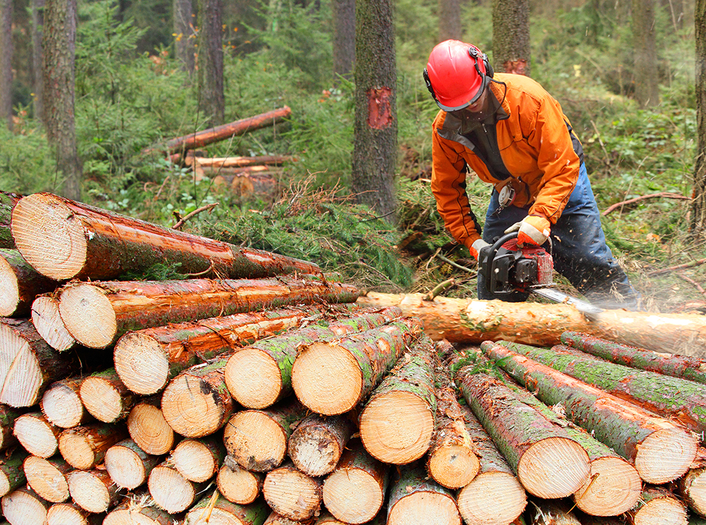 Forstwirtschaft und Forsten